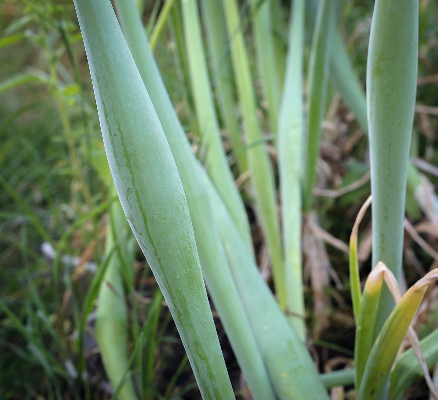 Изображение особи Allium fistulosum.