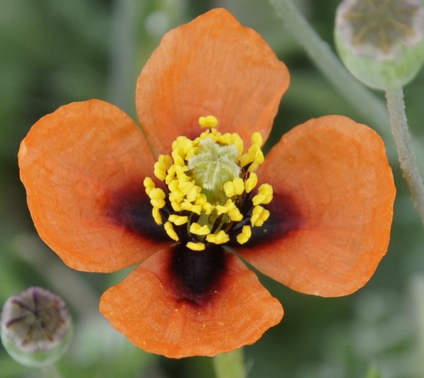 Image of Papaver nigrotinctum specimen.