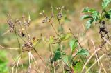 Geranium platyanthum