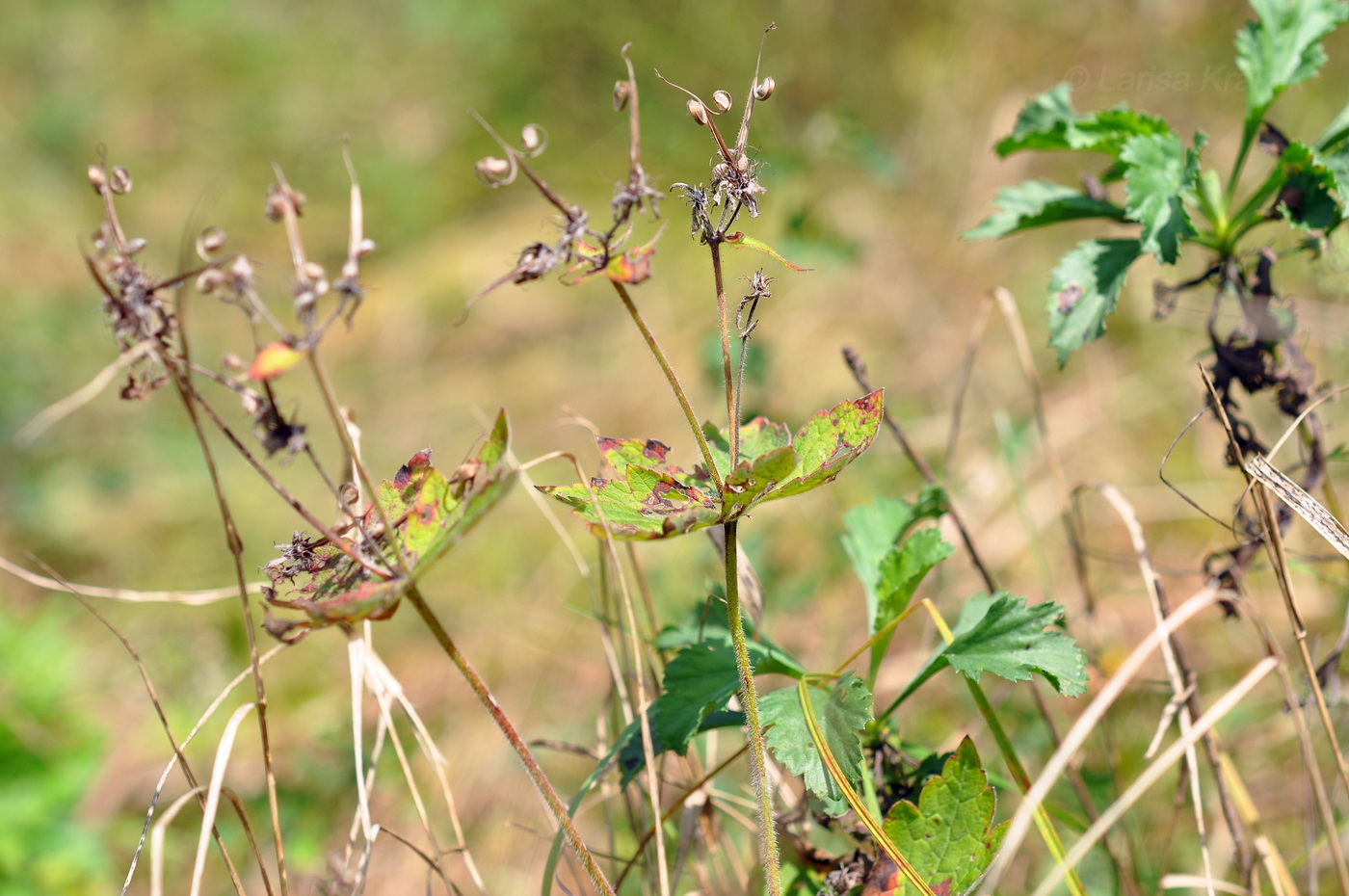 Изображение особи Geranium platyanthum.