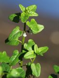 Scutellaria dependens. Верхушка побега с цветками. Приморский край, Уссурийский ГО, окр. ж.-д. пл. 9194 км, дол. р. Раздольная на левом берегу, пойма, на илистой отмели. 22.09.2025.