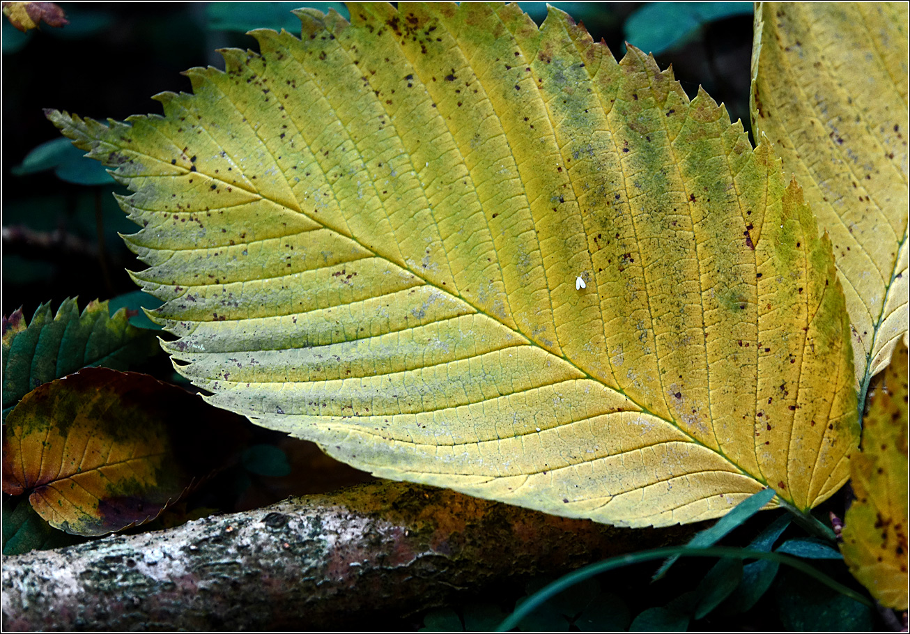 Image of genus Ulmus specimen.