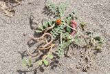 Astragalus ophiocarpus