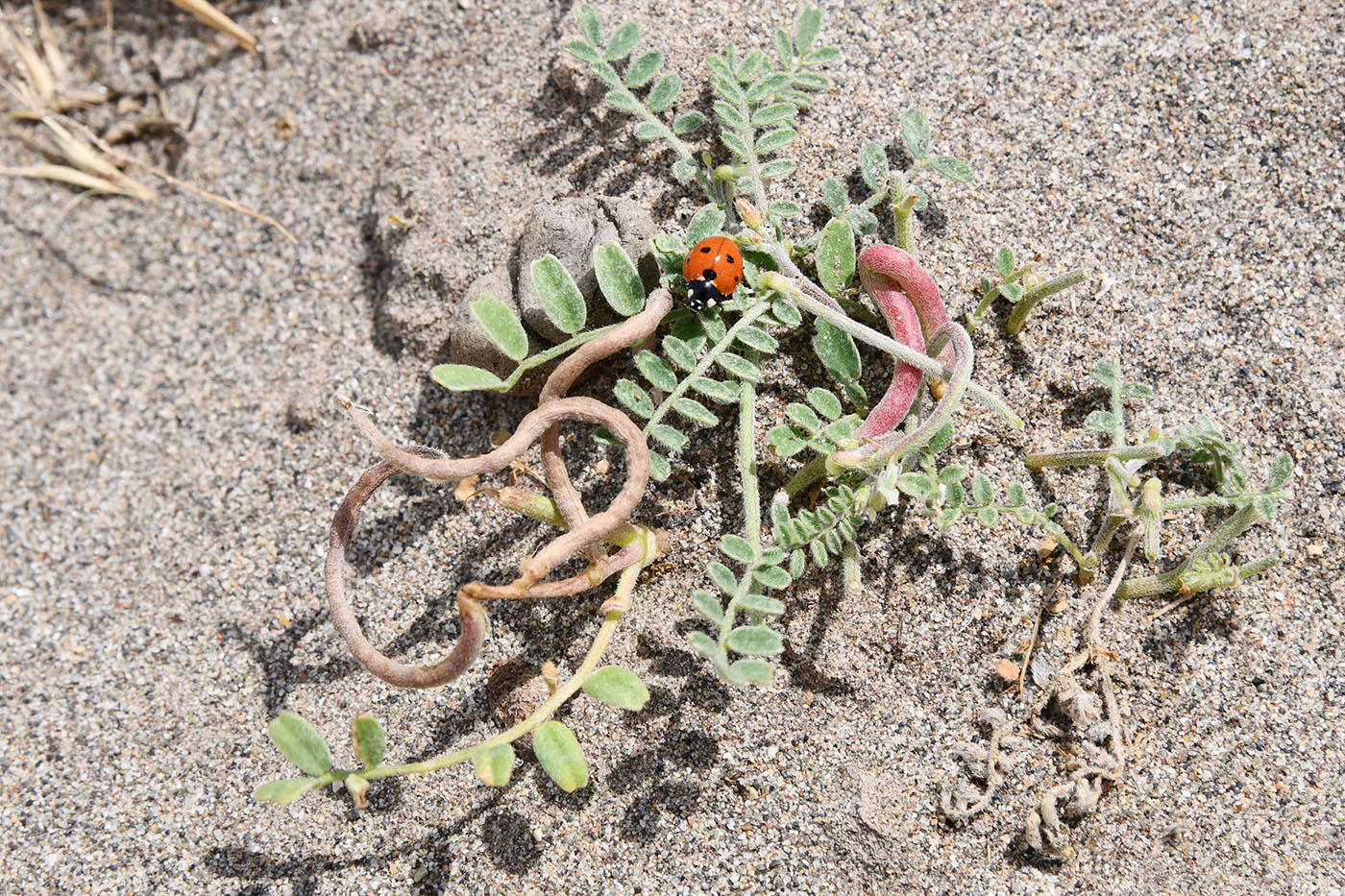Image of Astragalus ophiocarpus specimen.