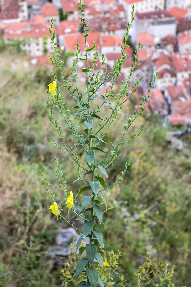 Изображение особи Linaria genistifolia ssp. dalmatica.
