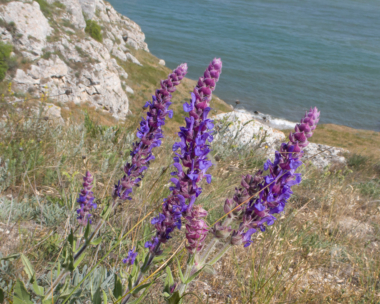Изображение особи Salvia tesquicola.