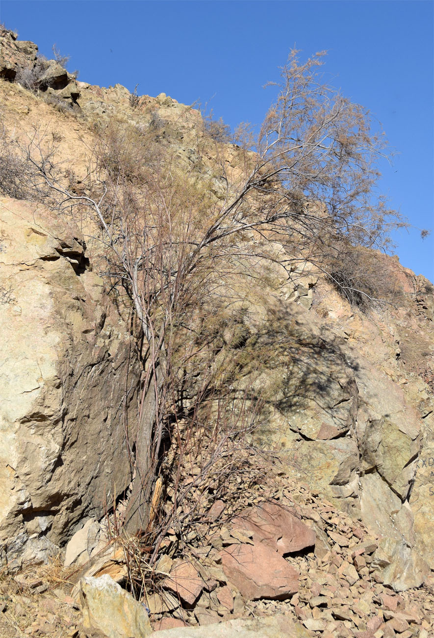 Image of genus Tamarix specimen.