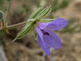 genus Geranium. Цветок. Крым, муниципальный округ Судак, п-ов Меганом, песчано-каменистый склон. 21.04.2025.