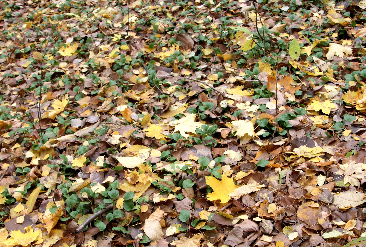 Image of Pyrola rotundifolia specimen.