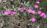 Dianthus acantholimonoides