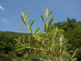 Salix elbrusensis. Ветвь. Краснодарский край, Абинский р-н, окр. станицы Эриванская, галечно-валунный берег р. Абин. 05.07.2015.