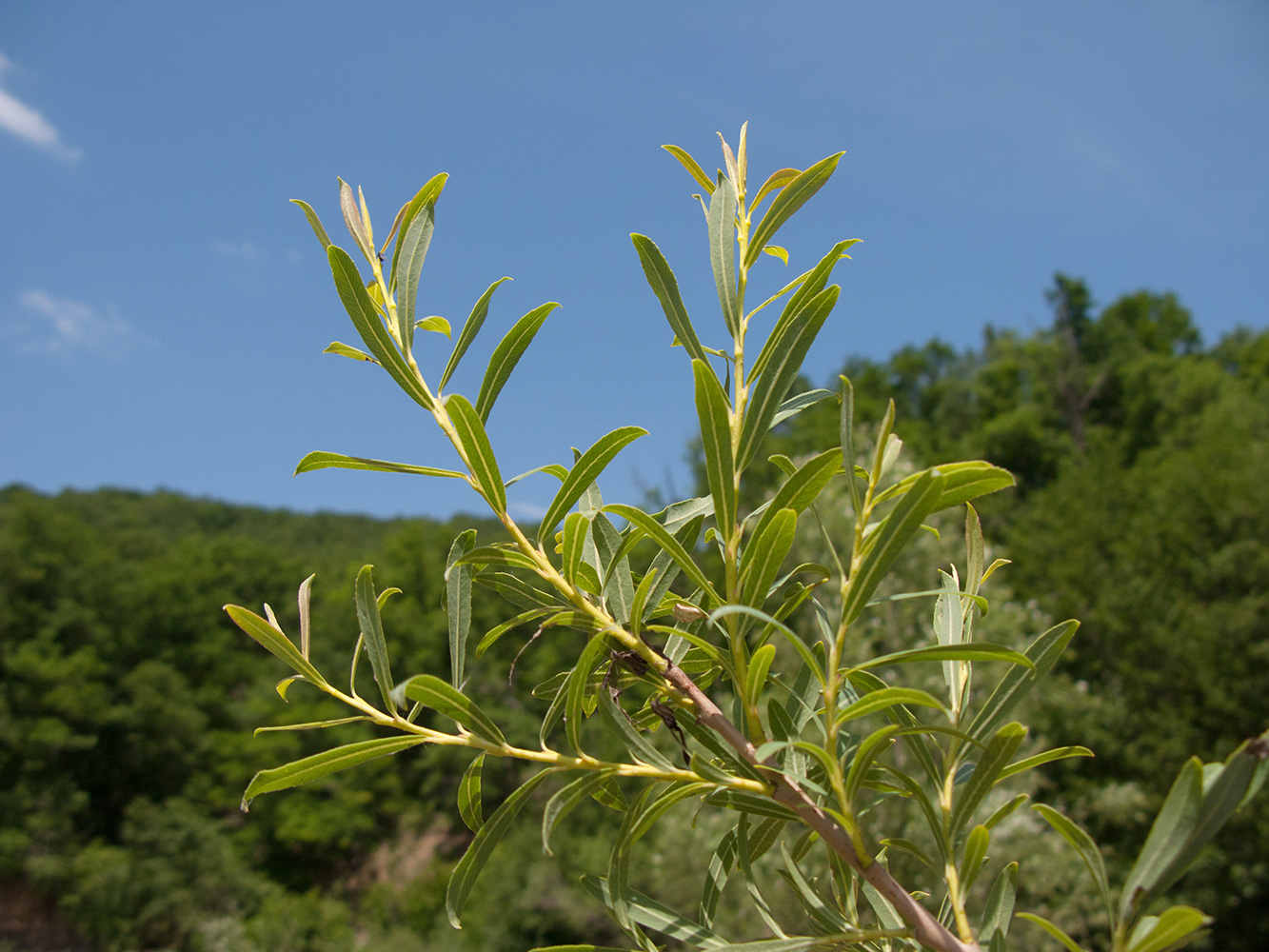 Image of Salix elbrusensis specimen.