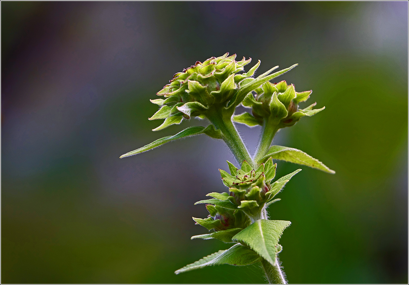 Изображение особи Inula helenium.