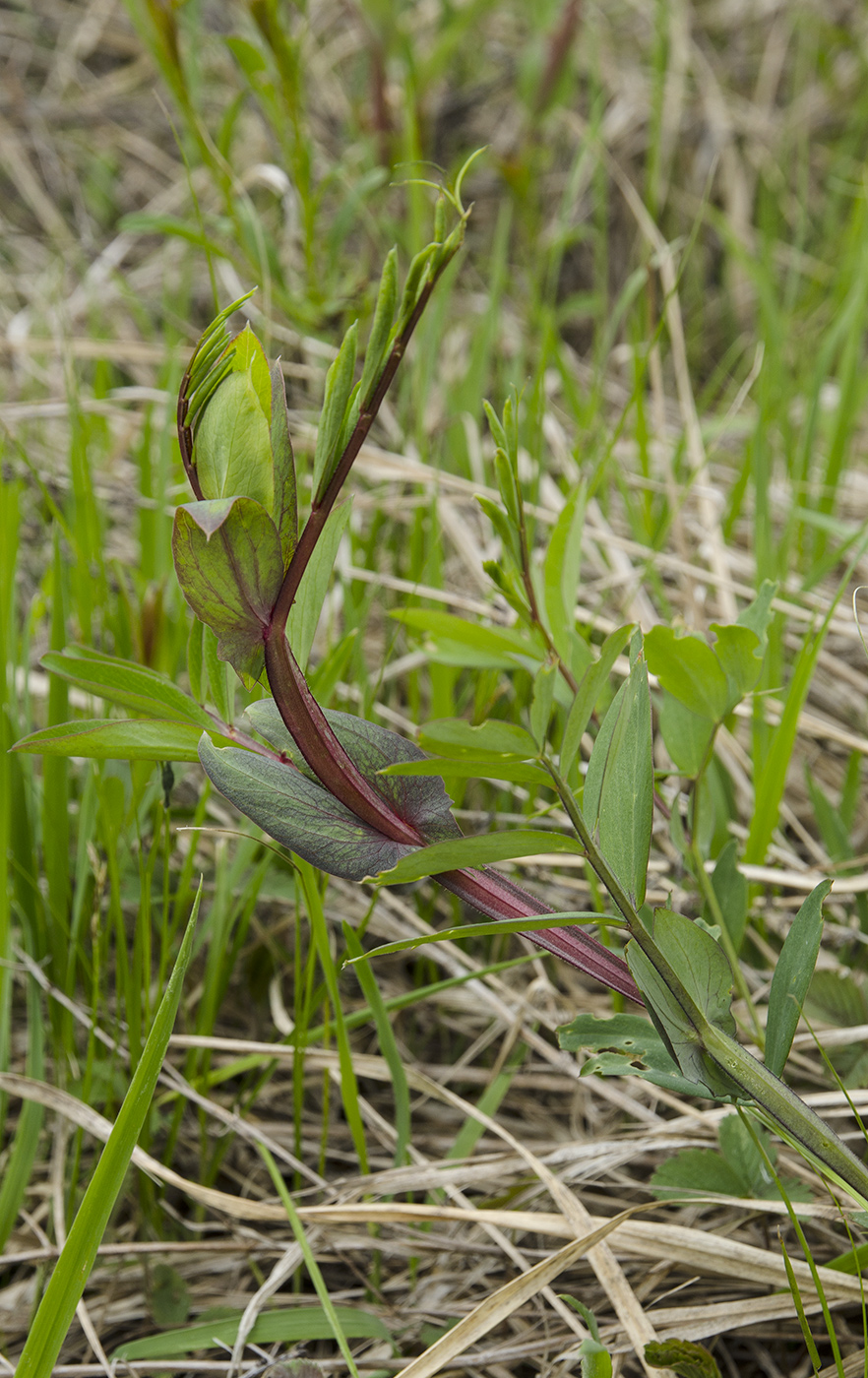 Изображение особи Lathyrus pisiformis.