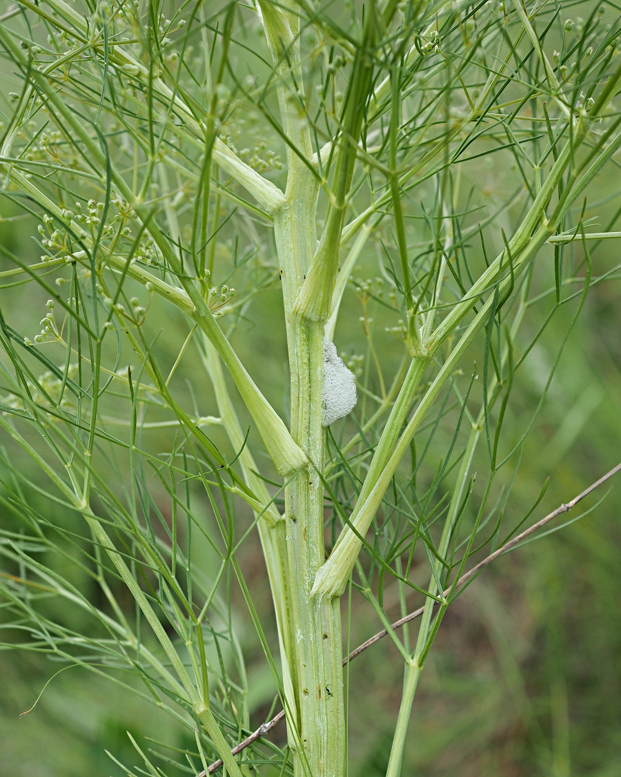 Изображение особи Trinia multicaulis.