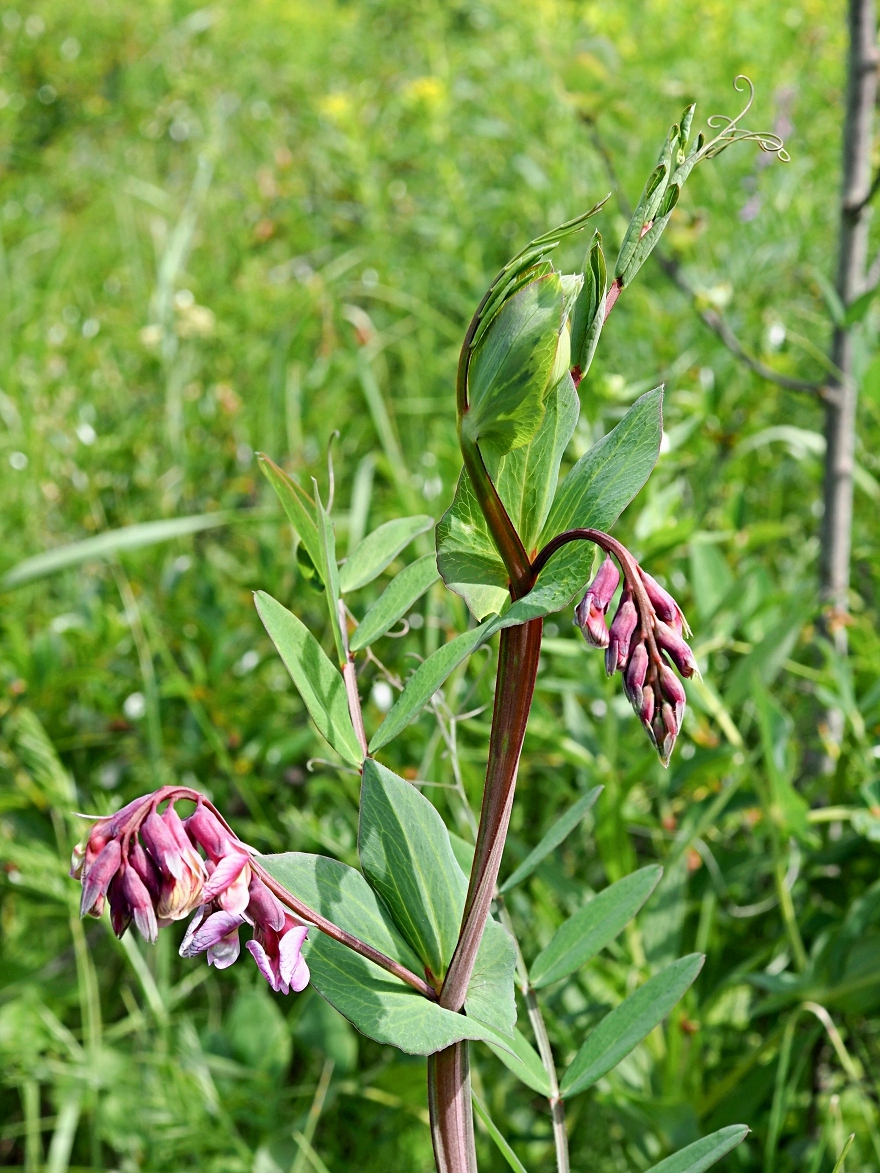 Image of Lathyrus pisiformis specimen.