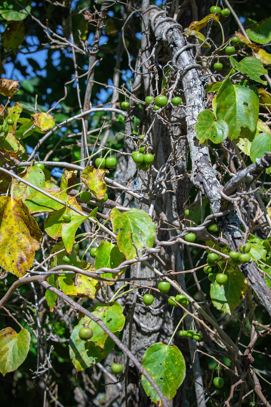 Image of Actinidia arguta specimen.
