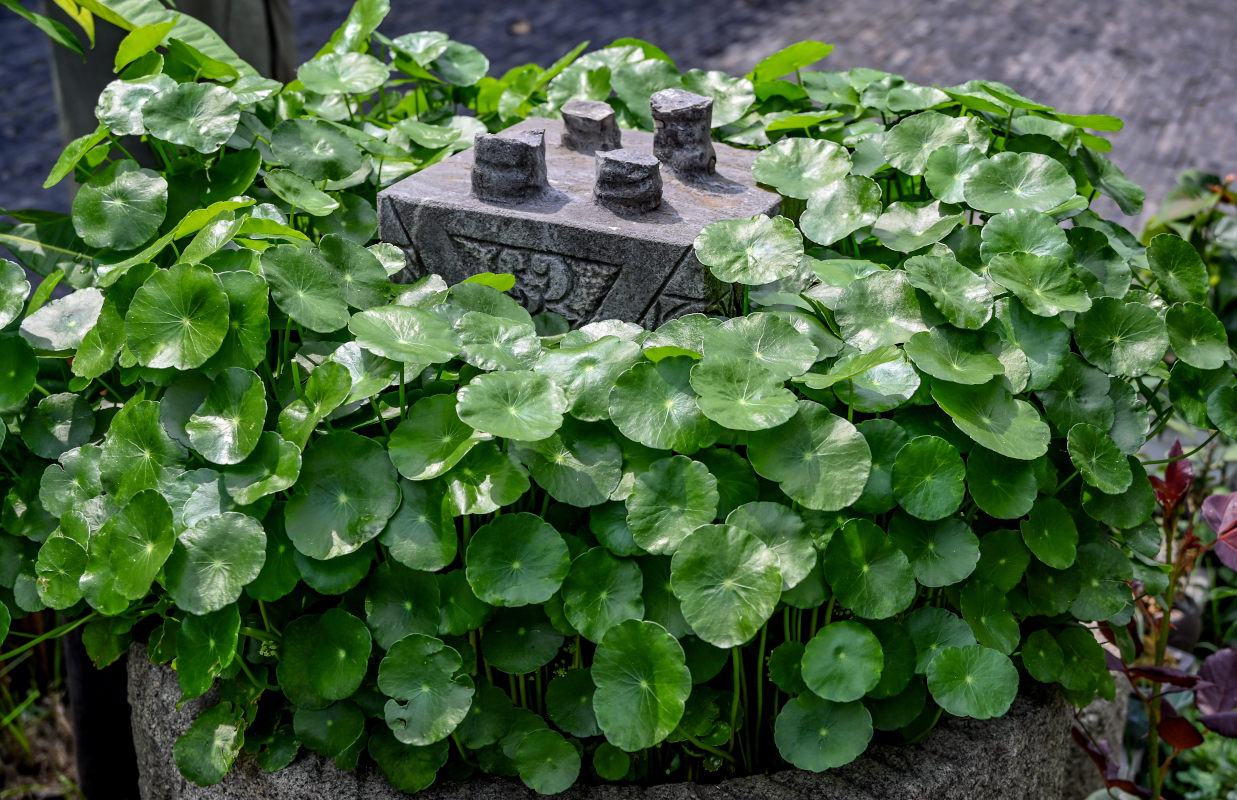 Image of Hydrocotyle umbellata specimen.