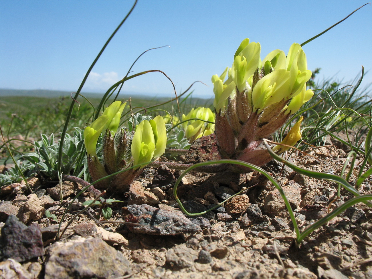 Изображение особи Astragalus pseudocytisoides.