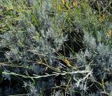 Lavandula angustifolia. Нижние части растений с листьями. Турция, г. Стамбул, парк развлечений \"Виалэнд\". 08.10.2025.