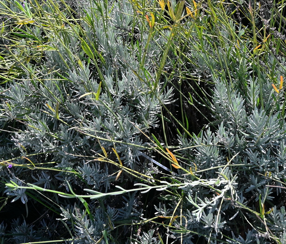 Изображение особи Lavandula angustifolia.