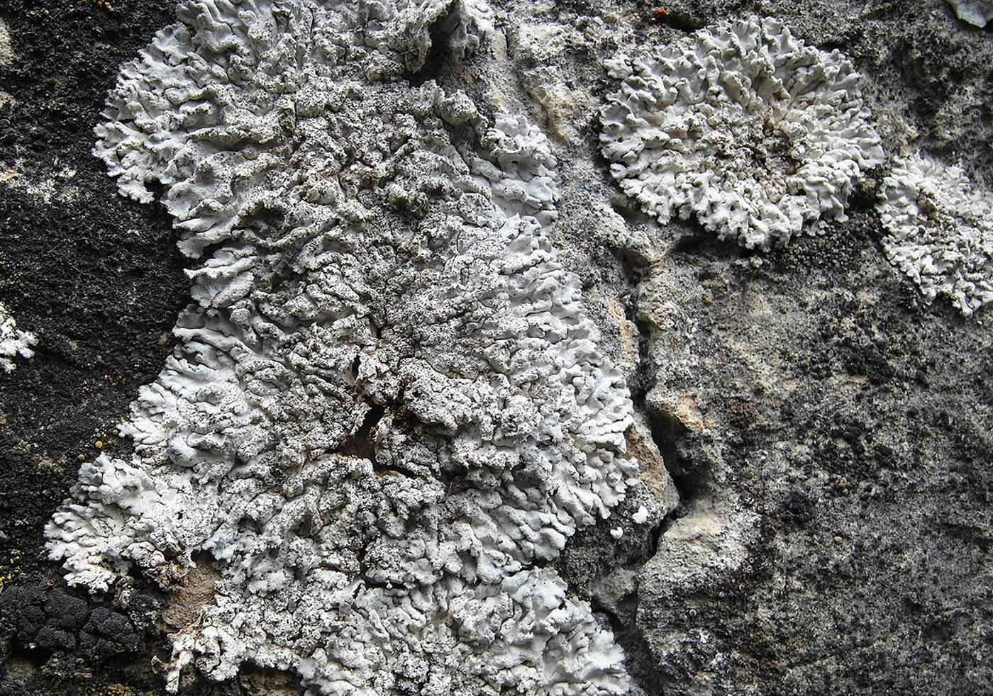 Изображение особи Anaptychia mereschkowskii.