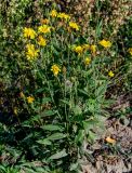 Hieracium umbellatum. Цветущее растение. Московская обл., окр. г. Железнодорожный, дол. р. Чёрная, окраина залежи. 22.09.2025.