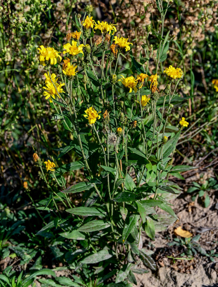 Изображение особи Hieracium umbellatum.