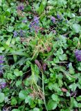 Luzula sylvatica. Цветущие растения в сообществе с Corydalis sp. Москва, филиал Ботсада МГУ \"Аптекарский огород\", теневой сад, в культуре. 30.04.2026.