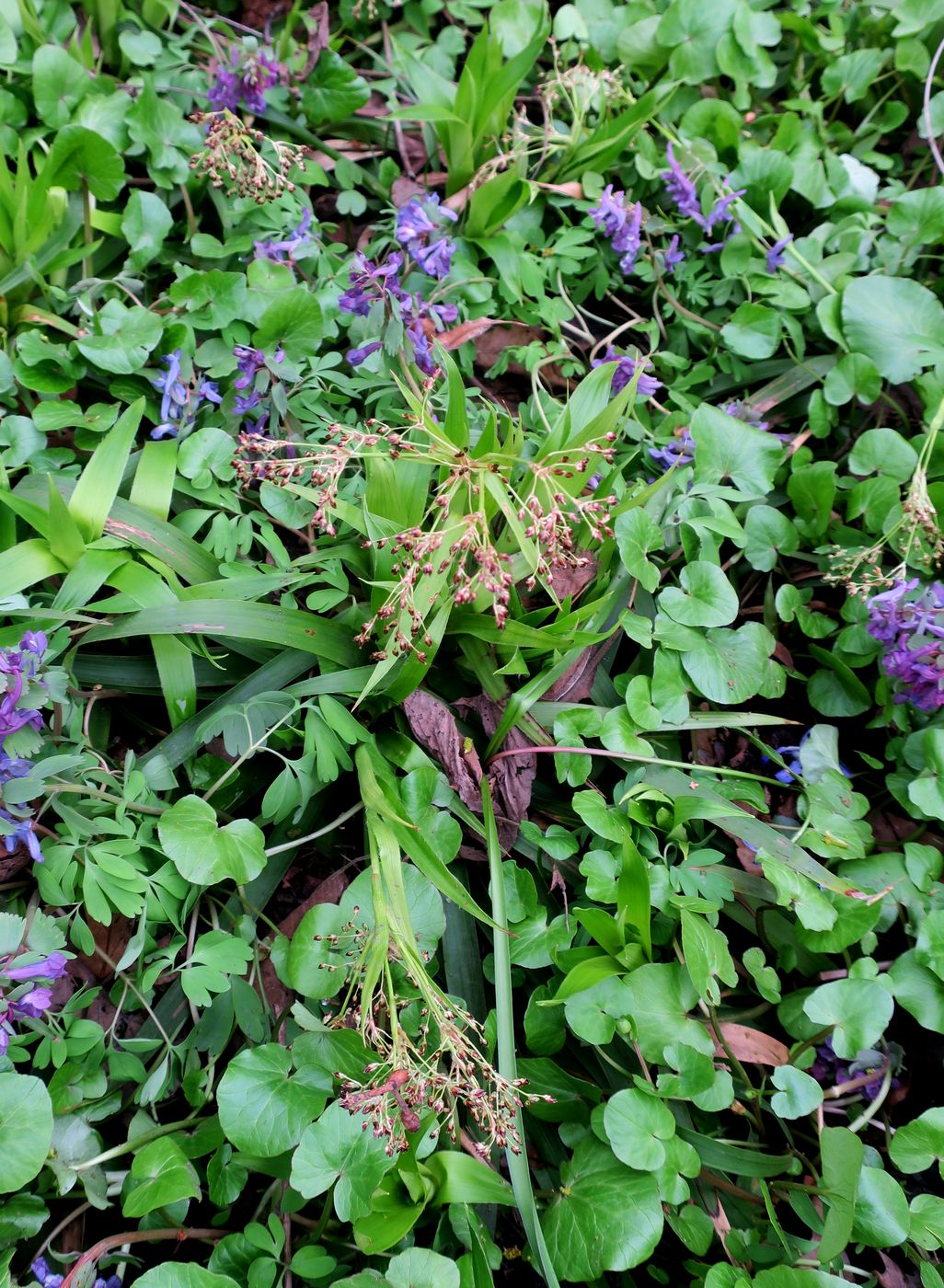 Изображение особи Luzula sylvatica.