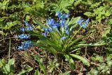 Scilla siberica. Цветущие растения в сообществе с Aegopodium podagraria и Lamium maculatum. Ленинградская обл., Ломоносовский р-н, дер. Дубки, дачный участок. 02.05.2026.
