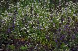 Veronica filiformis. Цветущие растения. Московская обл., Раменский р-н, окр. дер. Хрипань, садовый участок. 12.05.2026.