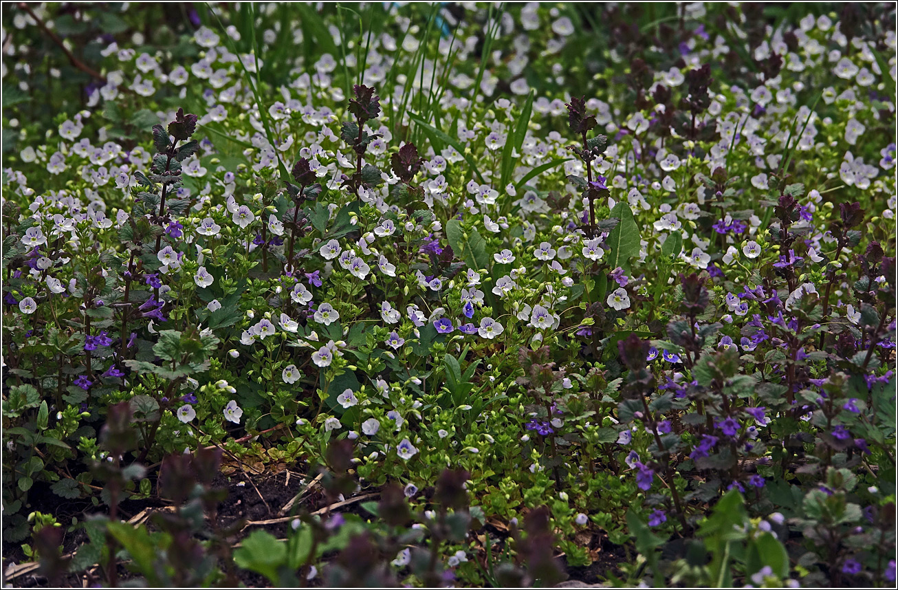 Изображение особи Veronica filiformis.