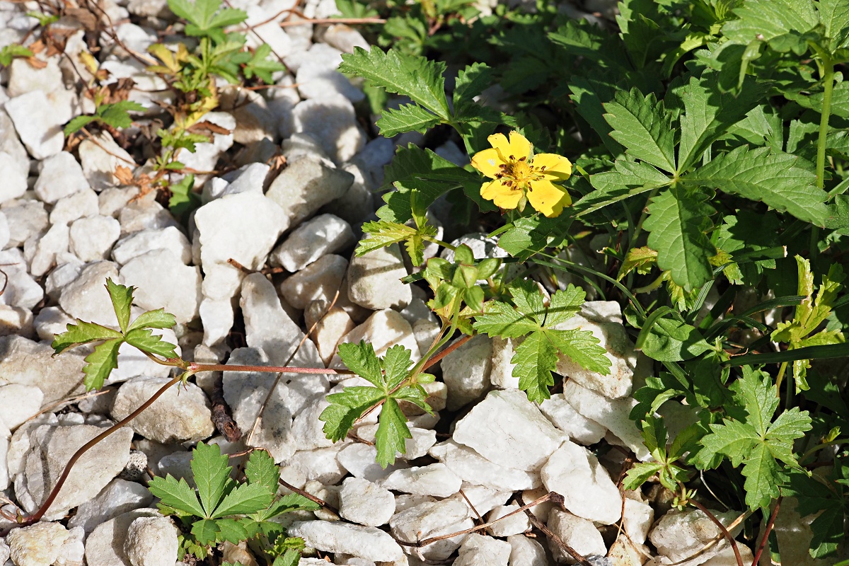 Изображение особи Potentilla reptans.