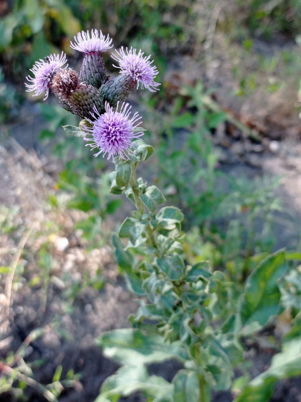 Image of Cirsium arvense specimen.
