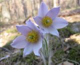 Pulsatilla patens. Цветки. Киев, заказник \"Лесники\", сосновый лес на боровой террасе. 25 апреля 2011 г.