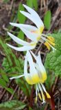 Erythronium caucasicum. Цветущее растение. Краснодарский край, г. Сочи, курорт Красная поляна, вершина хр. Аигба (высота 2160 м) 12.07.2026.