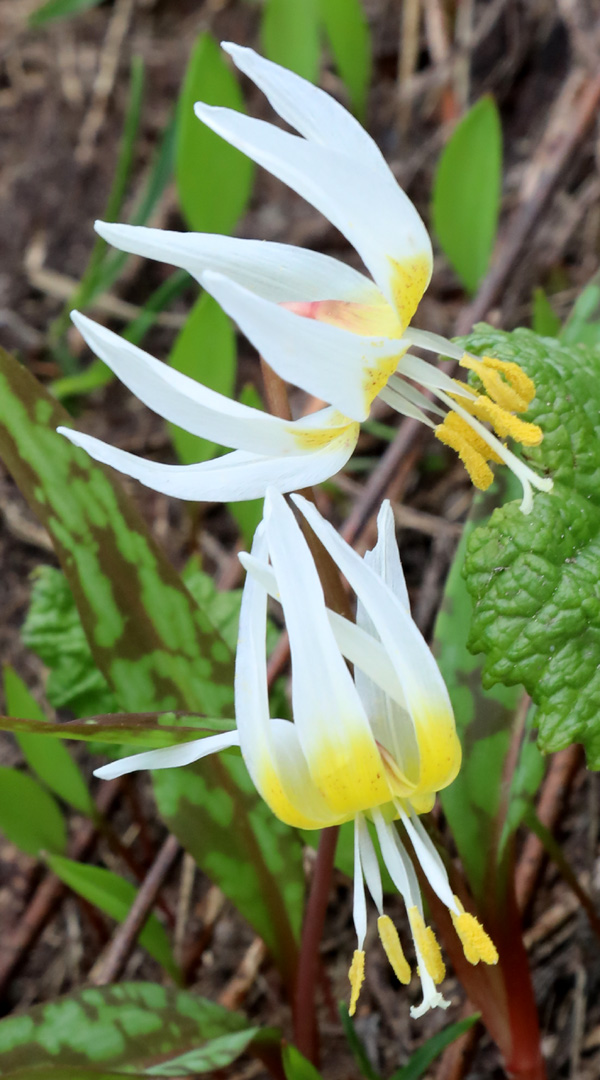 Image of Erythronium caucasicum specimen.