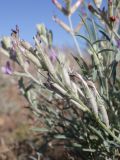 Astragalus astrachanicus