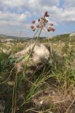 Allium paniculatum. Верхушка побега с соцветием. Крым, Севастополь, Инкерман, гора Монастырская. 05.08.2026.