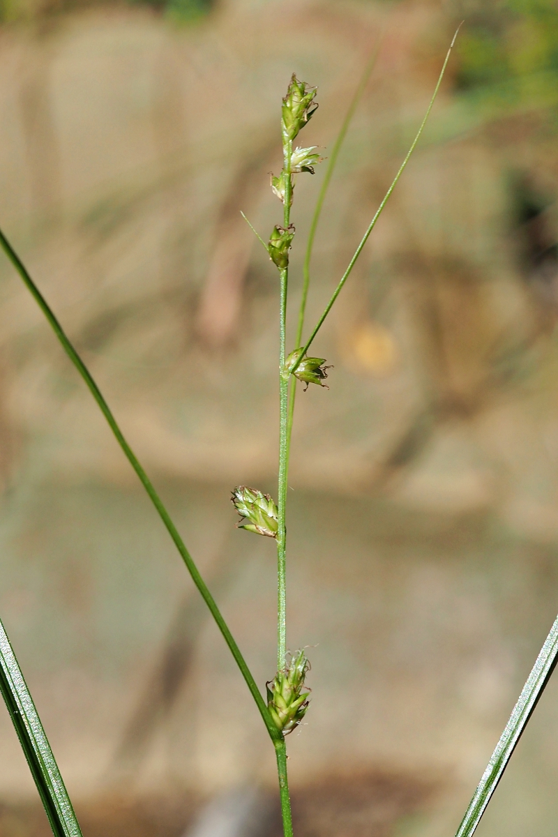 Изображение особи Carex remota.