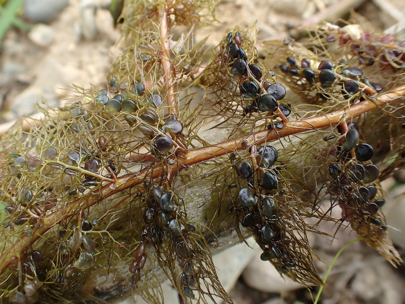 Image of Utricularia macrorhiza specimen.