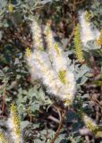 Salix lanata. Верхушка веточки с соплодиями. Кольский п-ов, Хибины, дол. р. Кунийок, на каменистой обочине грунтовой дороги. 28.07.2026.