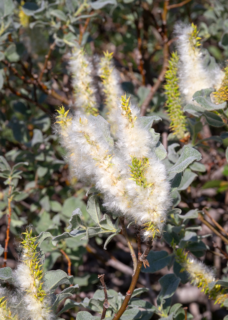 Image of Salix lanata specimen.
