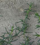 род Salsola