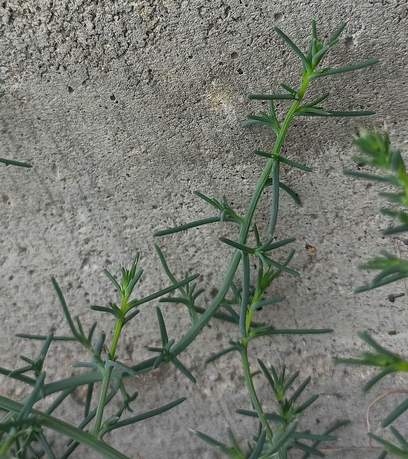 Изображение особи род Salsola.