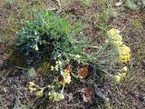 Helichrysum arenarium. ЛНР, г. Северодонецк, пустырь в центре города. 09.10.2026.