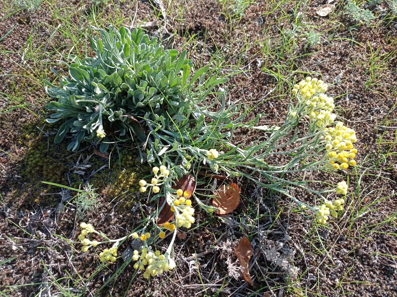 Изображение особи Helichrysum arenarium.