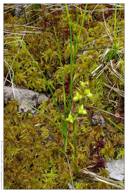 Изображение особи Scheuchzeria palustris.