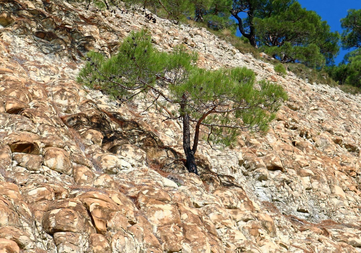 Изображение особи Pinus pityusa.